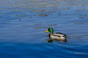 sauvage canards nager sur le lac. Lac avec canards photo