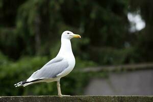 mouette dans le sauvage photo