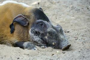 rouge rivière porc repos dans le clairière photo