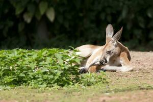 kangourou repos dans une clairière photo