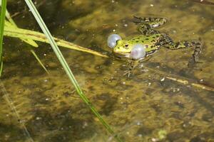 grenouille verte dans l & # 39; étang photo