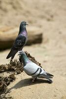 pigeons dans le clairière photo