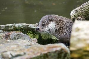 eurasien loutre dans le sauvage photo