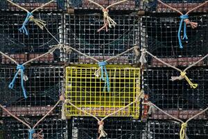 Crabe et Homard pièges photo