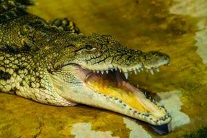 crocodile avec ouvert bouche avec grand les dents photo