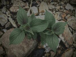 fermer de une plante avec Roche Contexte photo