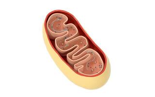 la Coupe transversale vue de mitochondries. médical Info graphique sur blanc arrière-plan, 3d le rendu. photo