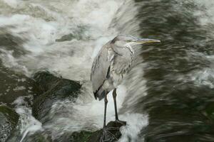 une oiseau permanent sur une Roche dans une rivière photo