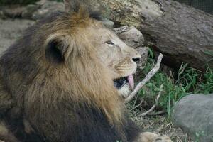 une Lion est séance sur le sol photo