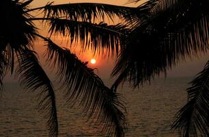 tropical mer le coucher du soleil arbre ciel vue Contexte photo