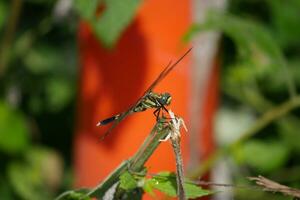 une libellule sur une plante avec une rouge pôle dans le Contexte photo