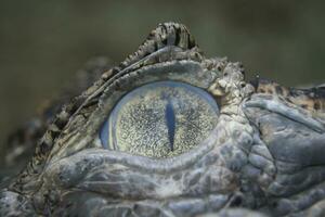 une proche en haut de une crocodile œil photo
