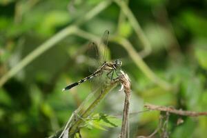 une libellule est assis sur une branche dans le herbe photo