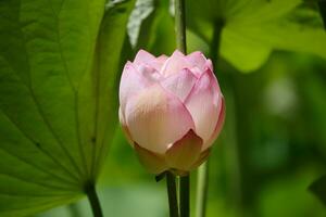 une rose lotus fleur est croissance dans de face de vert feuilles photo