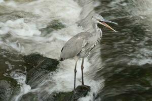 une oiseau permanent sur une Roche dans une rivière photo