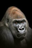 un portrait de un adulte Masculin gorille photo