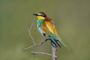 oe coloré mangeur d'abeilles merops apiaster est assis sur une branche et regards pour insectes photo