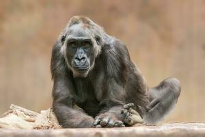 un femelle gorille est assis sur une arbre tronc et observe le alentours photo