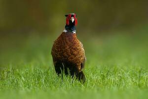 un faisan coq phasianus colchique des stands sur une vert Prairie photo