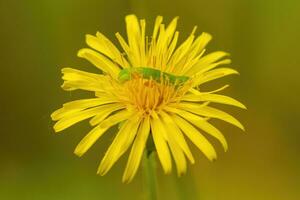 un petit vert chenille rampe par une Jaune fleur de une pissenlit photo