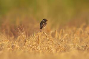 un stonechat Saxicola rubicola est assis sur le oreilles de une blé champ et recherches pour insectes photo