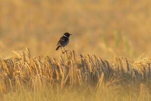 un stonechat Saxicola rubicola est assis sur le oreilles de une blé champ et recherches pour insectes photo