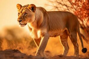 lionne dans le africain savane pendant le d'or heure de le journée. ai généré photo