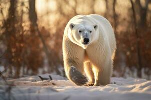 polaire ours dans ses Naturel habitat dans le Arctique cercle. ai généré photo