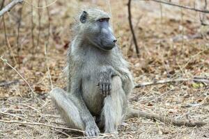 chacma babouin asseoir et regard dans Kruger np photo
