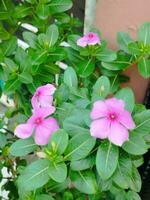 rose fleur dans le jardin Contexte photo