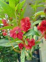 fleur rouge dans le jardin photo