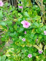 rose fleur sur plante photo