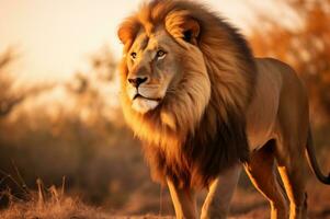 adulte Masculin Lion permanent dans le africain savane pendant le d'or heure de le journée. ai généré photo