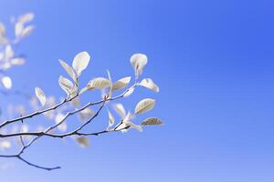 bleu ciel avec blanc feuilles ai génératif photo