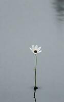 magnifique Célibataire fleur sur gris Contexte. ai génératif photo