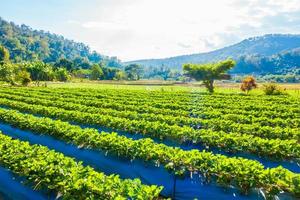 champ de fraises nature photo