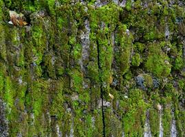 briques mur avec lichens. Contexte texture photo