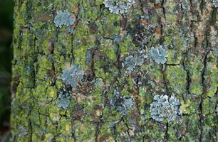 briques mur avec lichens. Contexte texture photo