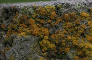 briques mur avec lichens. Contexte texture photo