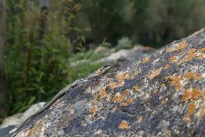 lézard sur rock. photo