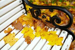 Jaune érable feuille sur le banc. photo