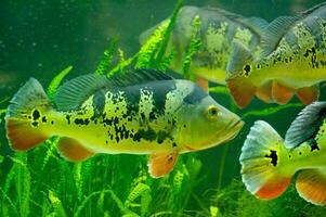 eau fraiche poisson dans le aquarium dans proche en haut à le Varsovie zoo photo