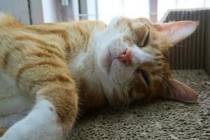 mignon petit chaton rouge dort sur une couverture verte en fourrure. un chat roux dort dans son lit douillet et douillet. un doux et beau petit chat chaton rouge et blanc allongé sur le lit. photo