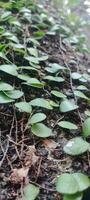 une proche en haut de une plante avec feuilles croissance sur il photo