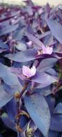 une violet plante avec violet fleurs dans le milieu photo