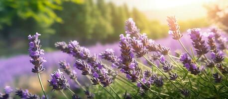 lavande fleurs volé épanouissement plus de été paysage ,fermer vue, générative ai photo