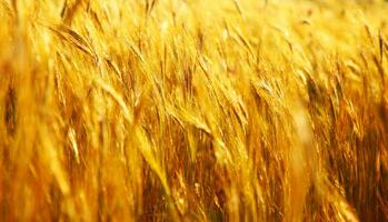 champ de blé doré photo