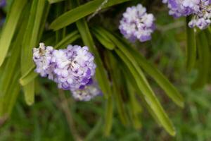 violet orchidée fleurs et vert feuilles photo