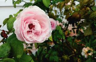 rose des roses épanouissement dans le Matin avec l'eau gouttelettes là sont bête jambes derrière. photo