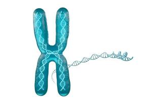 chromosome avec blanc arrière-plan, 3d le rendu. photo